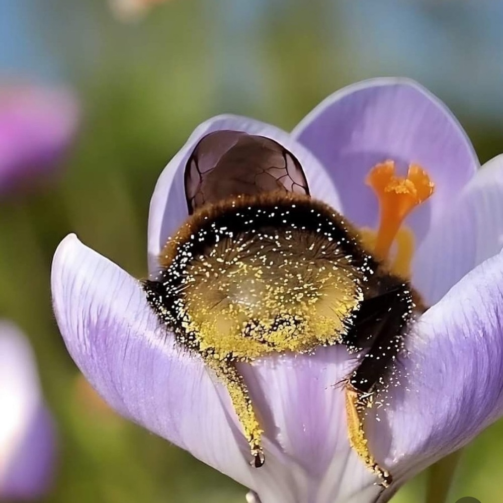 Bumble Bee.